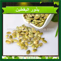 shine skin pumpkin seed kernel Grade AA 2017 new crop